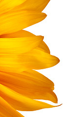 Image showing The beautiful sunflower