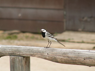 Image showing wagtail