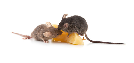 Image showing Mouse and cheese