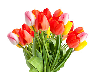 Image showing Bunch of tulips