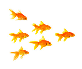 Image showing Three goldfishes