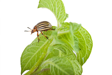 Image showing Colorado potato beetle