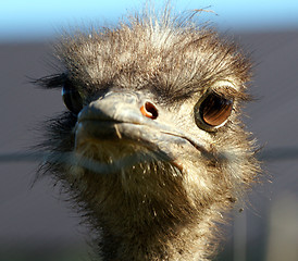 Image showing Ostrich