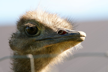 Image showing Ostrich