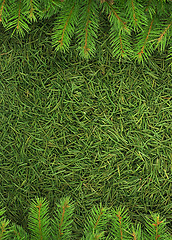 Image showing Christmas spruce  texture