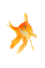 Image showing Goldfish