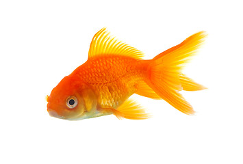 Image showing Goldfish