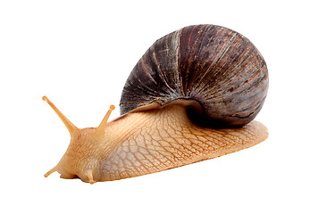 Image showing Snail