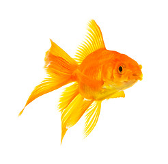 Image showing Goldfish