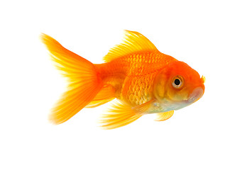 Image showing Goldfish