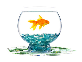 Image showing Goldfish in aquarium