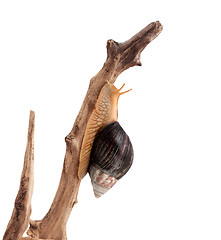 Image showing One brown snail