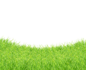 Image showing Isolated green grass