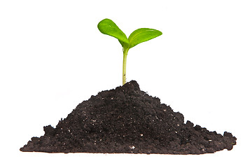 Image showing Heap dirt with a green plant sprout isolated