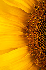 Image showing The beautiful sunflower