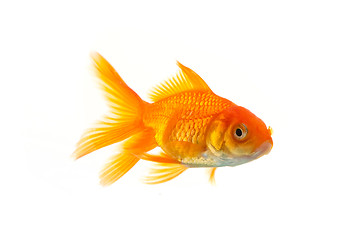 Image showing Goldfish