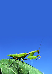Image showing Green mantis