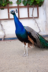 Image showing Portrait of beautiful male indian peacock