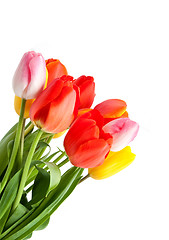 Image showing Bunch of tulips