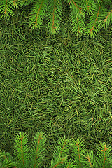 Image showing Christmas spruce  texture