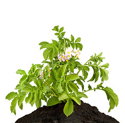 Image showing The potato with leaves