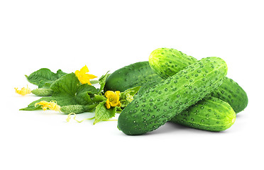 Image showing The cucumber white flowers 