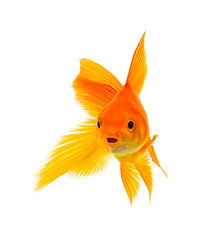 Image showing Goldfish