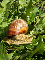 Image showing grape snail