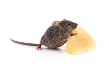 Image showing Mouse and cheese