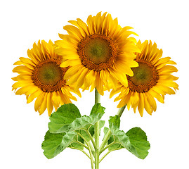 Image showing The beautiful sunflower