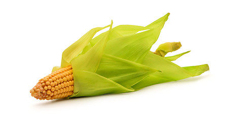 Image showing Corn