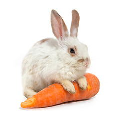 Image showing White small rabbit