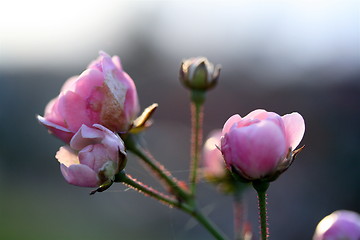 Image showing Sensuality pink roses