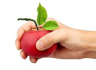 Image showing An apple in the hand