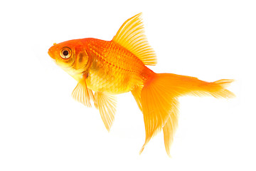 Image showing Goldfish