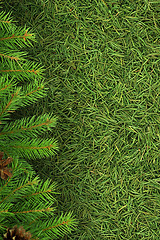 Image showing Christmas spruce  texture