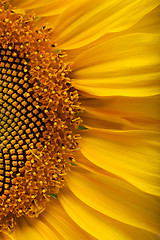 Image showing The beautiful sunflower