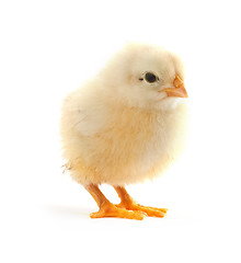 Image showing The yellow small chick 