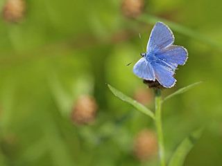 Image showing Common blue butterfly