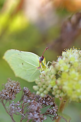 Image showing Common Brimstone