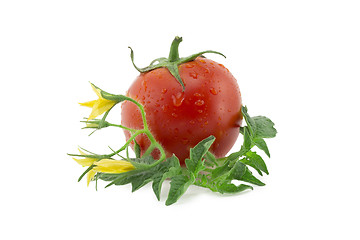 Image showing tomato