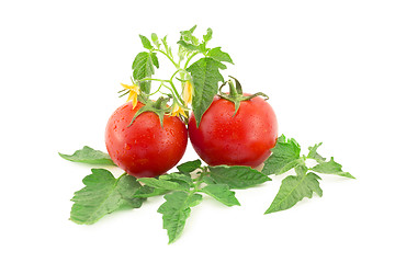 Image showing tomato