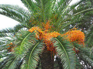 Image showing Palm tree with fruits