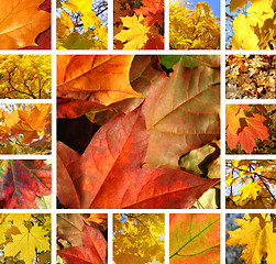 Image showing Autumn collage 