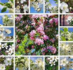 Image showing Spring trees collage