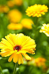 Image showing yellow gerber flower 