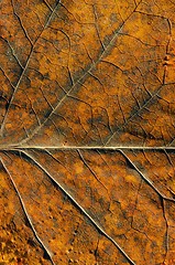 Image showing Autumn color leaf textures and details background. 