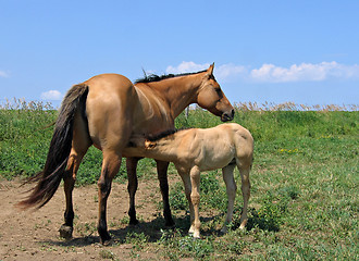 Image showing Mare nursing her foal