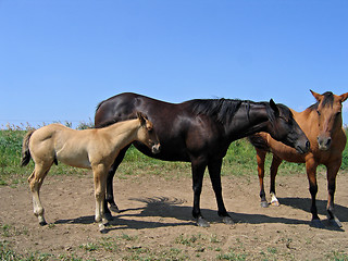 Image showing Mare and her foal