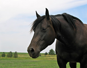 Image showing Black quarter horse mare